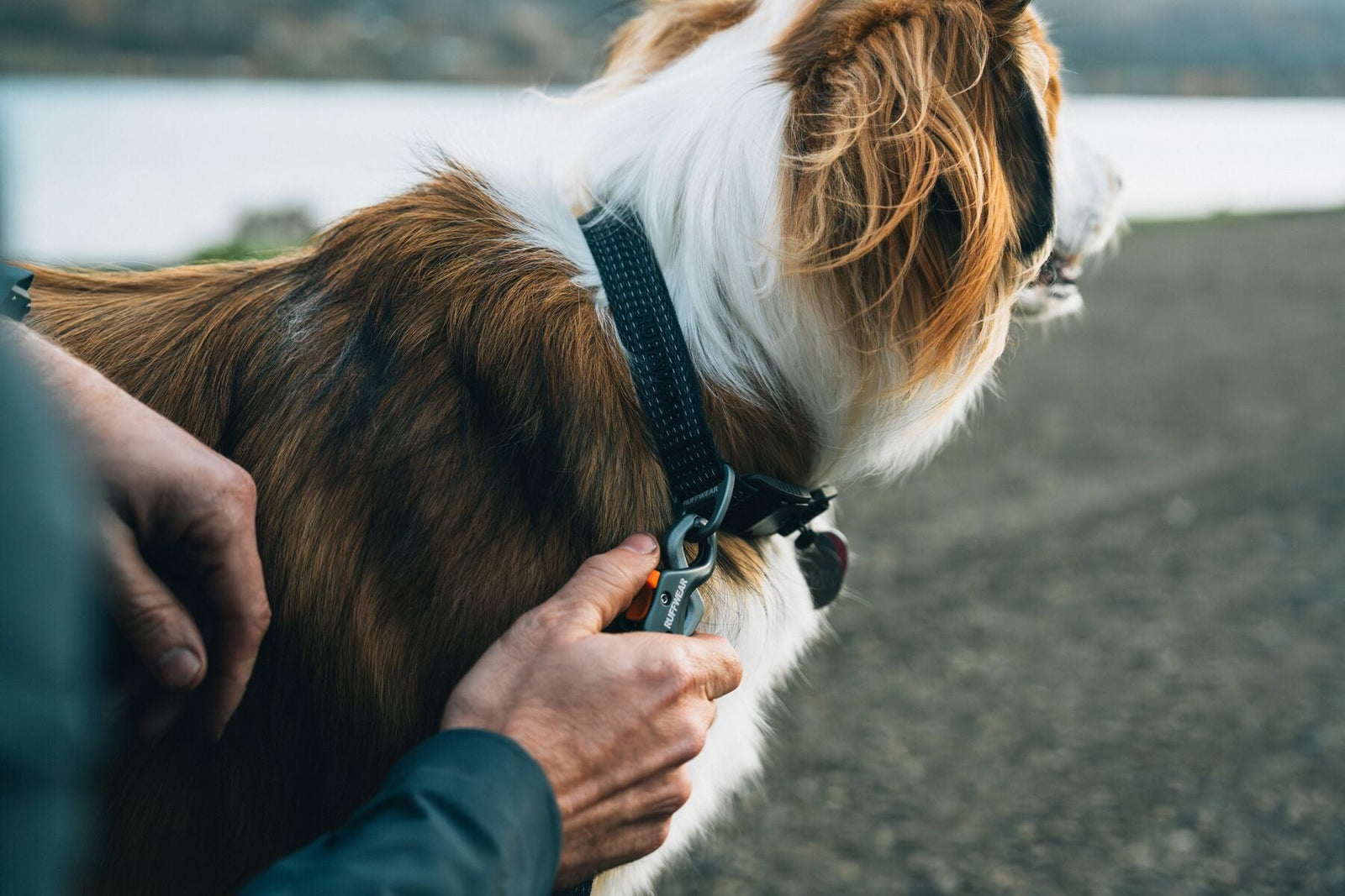 Hands clipping a lead onto a Ruffwear Ridgeline Collar in Obsidian Black on a brown and white dog, with a lake and moody sky in the background.