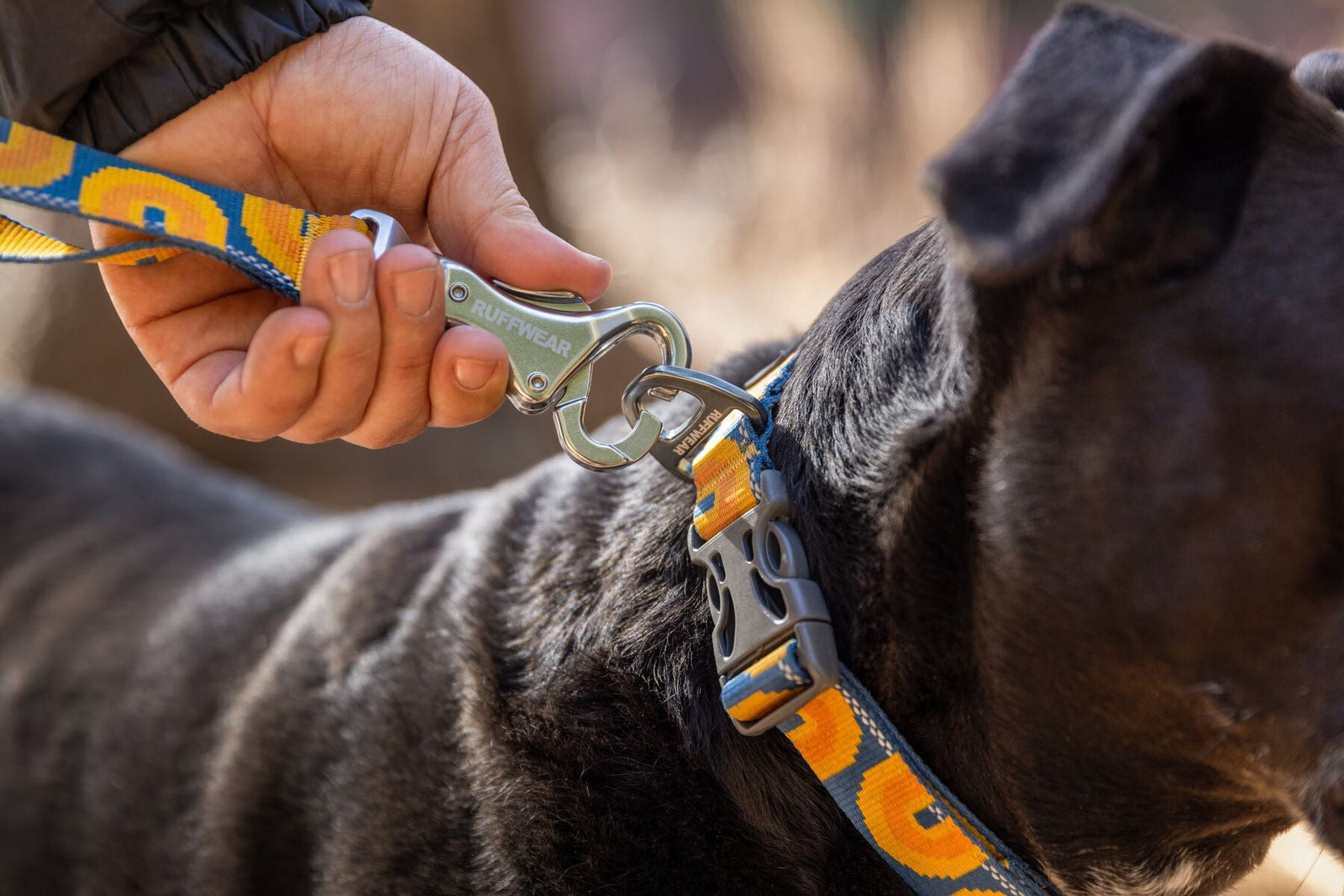 Dog Leads & Couplers