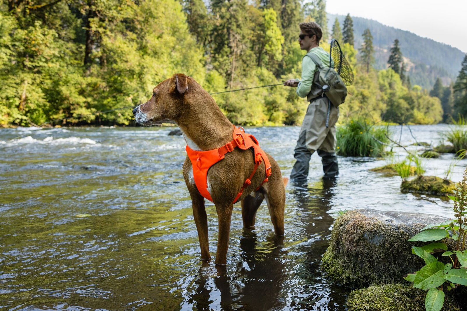Brown dog wearing a Ruffwear Web Master Harness in Blaze Orange standing in a river alongside a fly fisherman in a forest landscape.