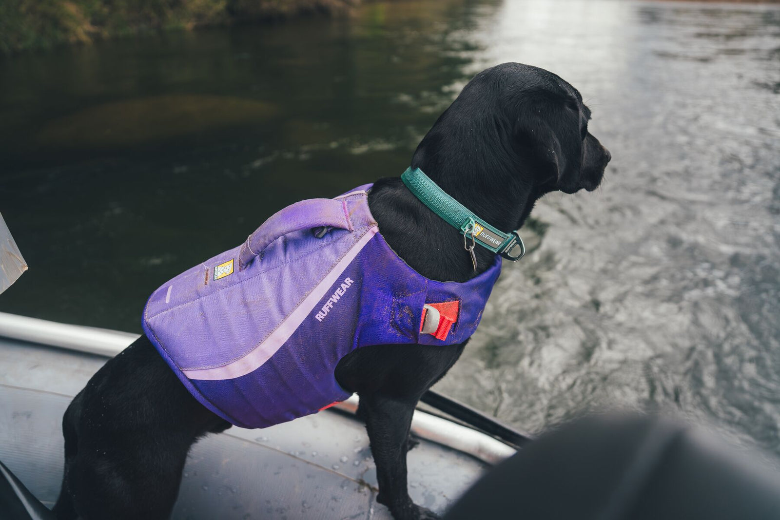 Black Labrador wearing the Ruffwear Float Coat in Purple Lily, standing on the edge of a boat looking out over water.