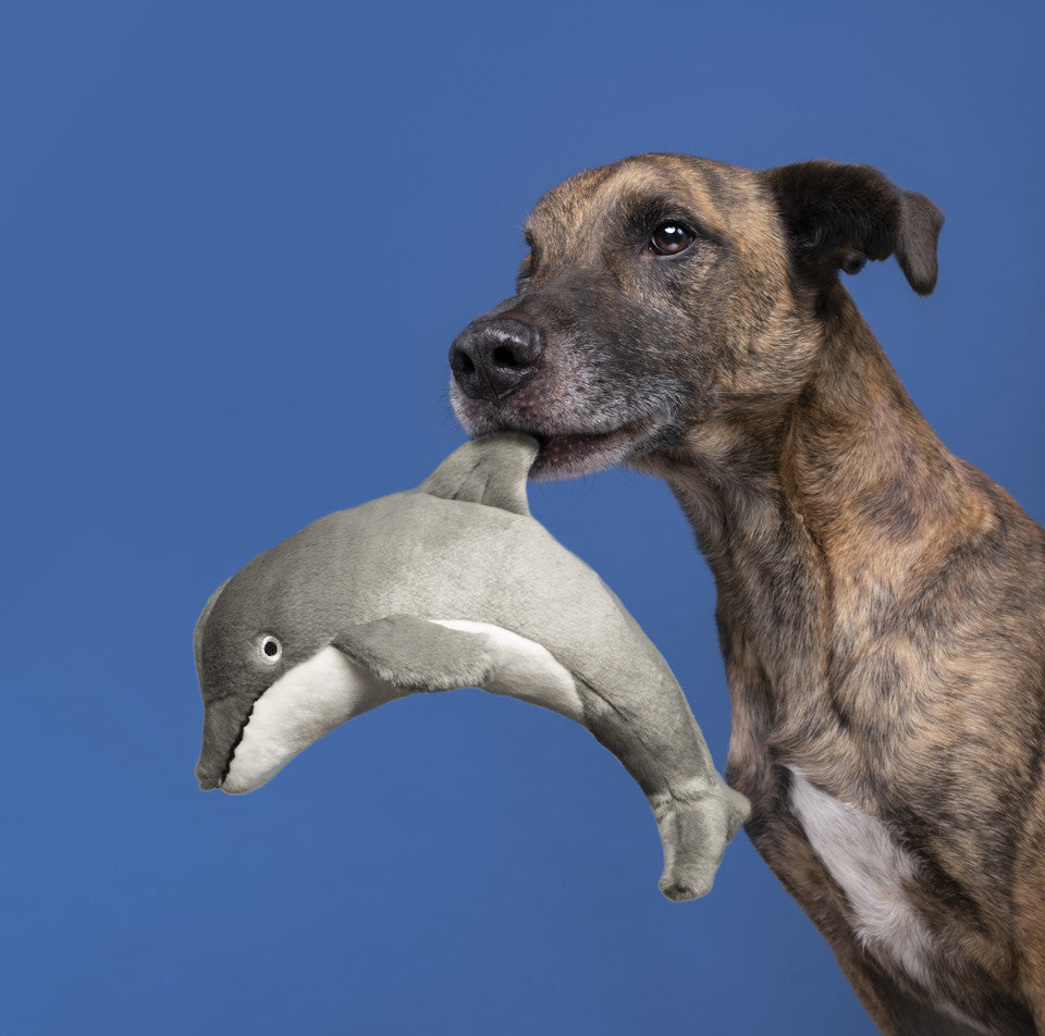 Brindle dog holding Fluff & Tuff Danny Dolphin grey plush toy in mouth against blue background