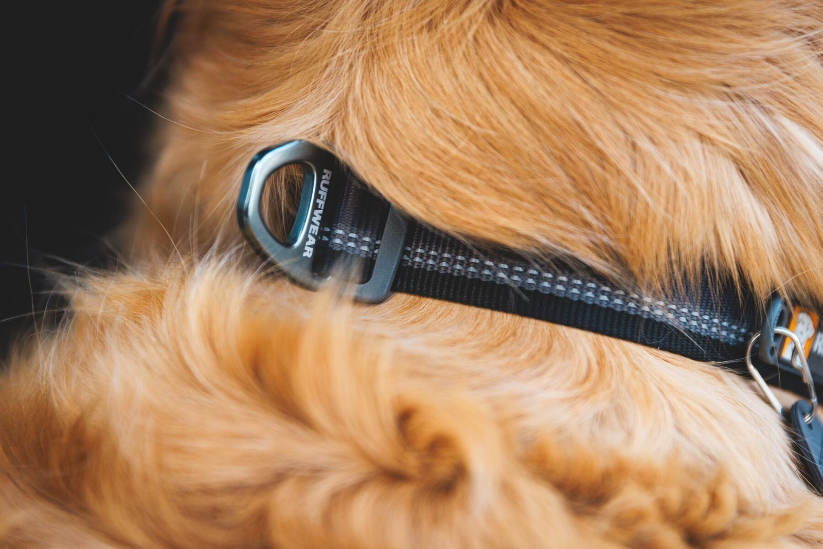 Close-up of the Ruffwear Top Rope Dog Collar on a dog's neck showing the V-ring and tag attachment