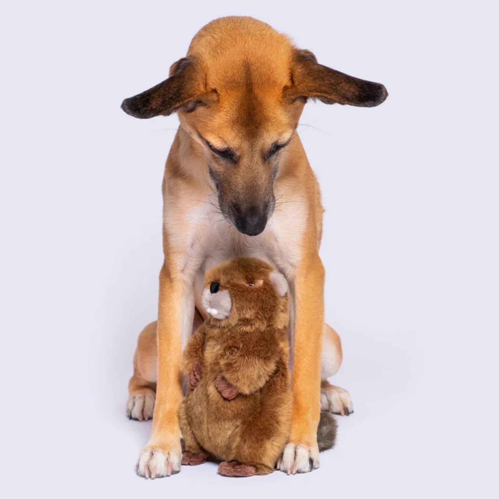 Dog looking down at Fluff & Tuff Troy Beaver plush dog toy between its paws on grey background