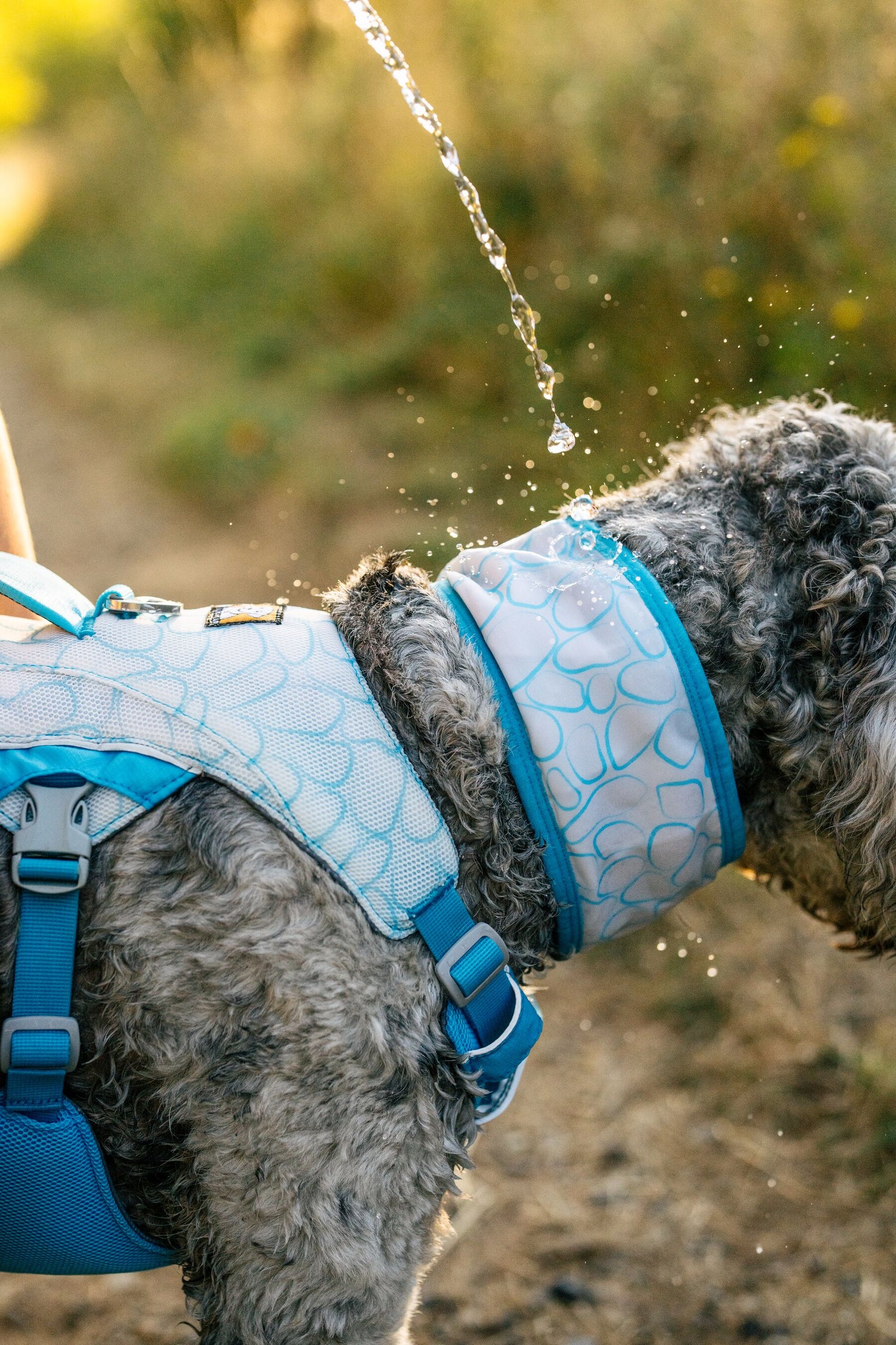 Dog wearing Ruffwear Swamp Cooler Neck Gaiter outdoors