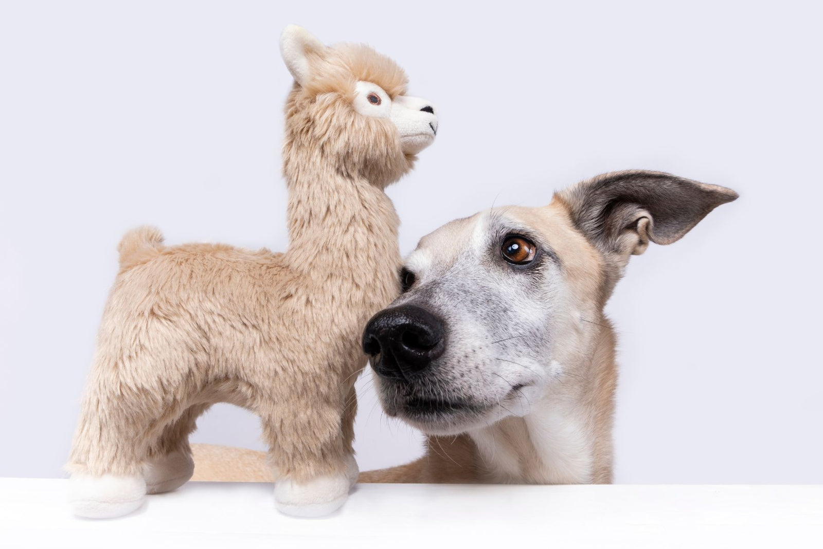 Lurcher standing nose-to-nose with a Fluff & Tuff Inca Alpaca squeaky plush dog toy against a white background.