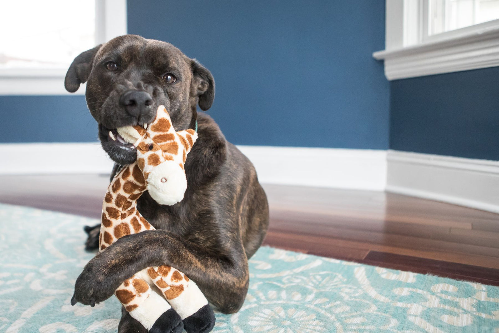 Brindle Staffordshire Bull Terrier lying down and chewing a Fluff & Tuff Nelly Giraffe squeaky plush dog toy on a patterned rug.