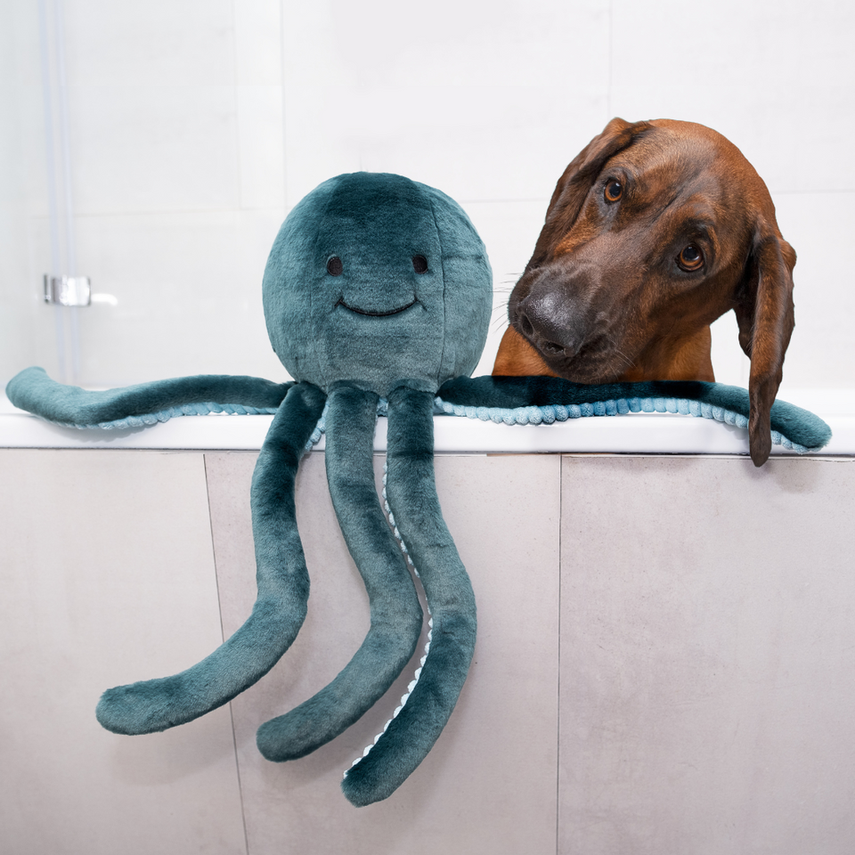 Vizsla dog peering over counter looking at Fluff & Tuff Stevie Octopus teal plush toy