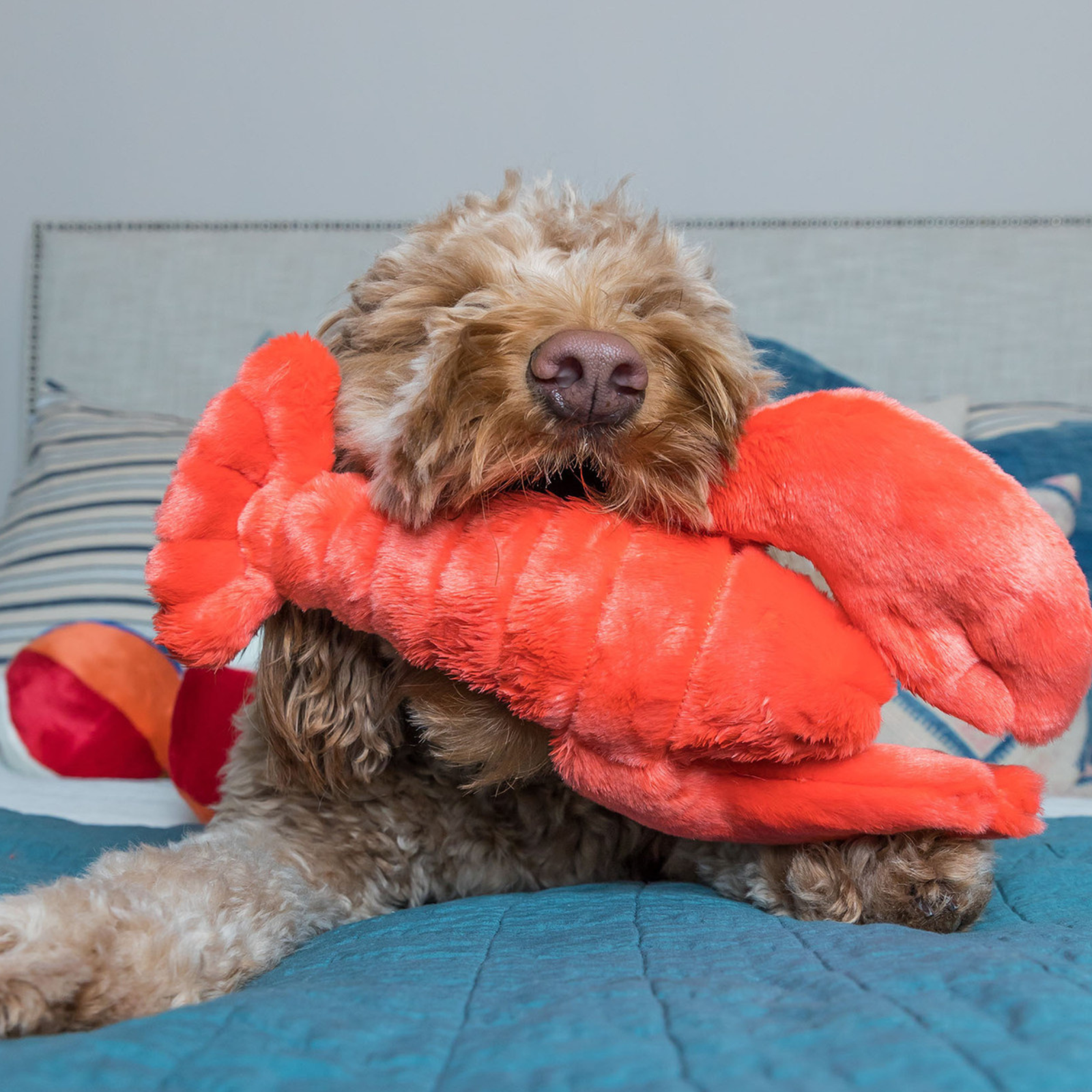 Fluffy dog cuddling Fluff and Tuff Manny Lobster plush toy on a blue bed