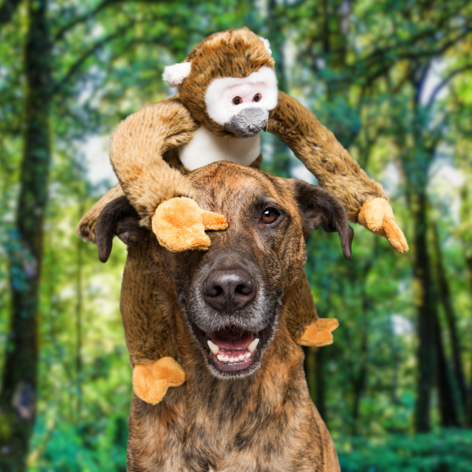 Happy dog with Fluff & Tuff Albert Squirrel Monkey plush toy sitting on its head in woodland setting