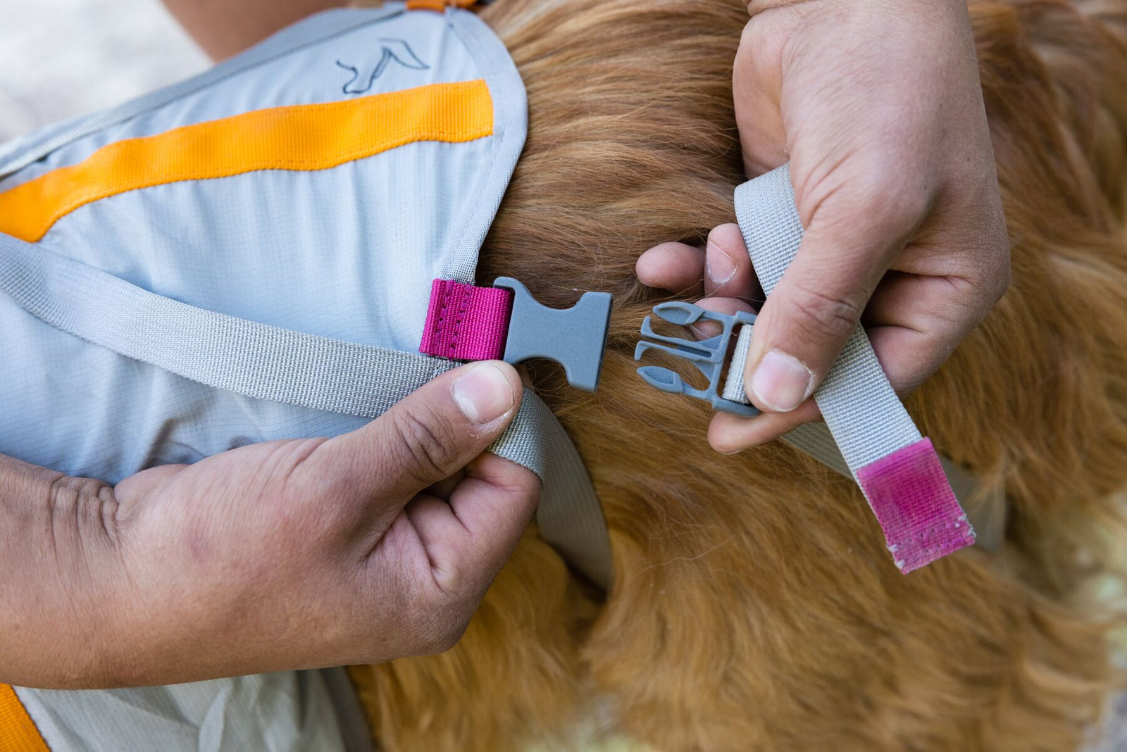 Close-up of hands fastening the pink colour-coded buckle on the Ruffwear BackTrak dog carrying sling in Cloudburst Gray, secured against a golden retriever's fur, orange strap visible above