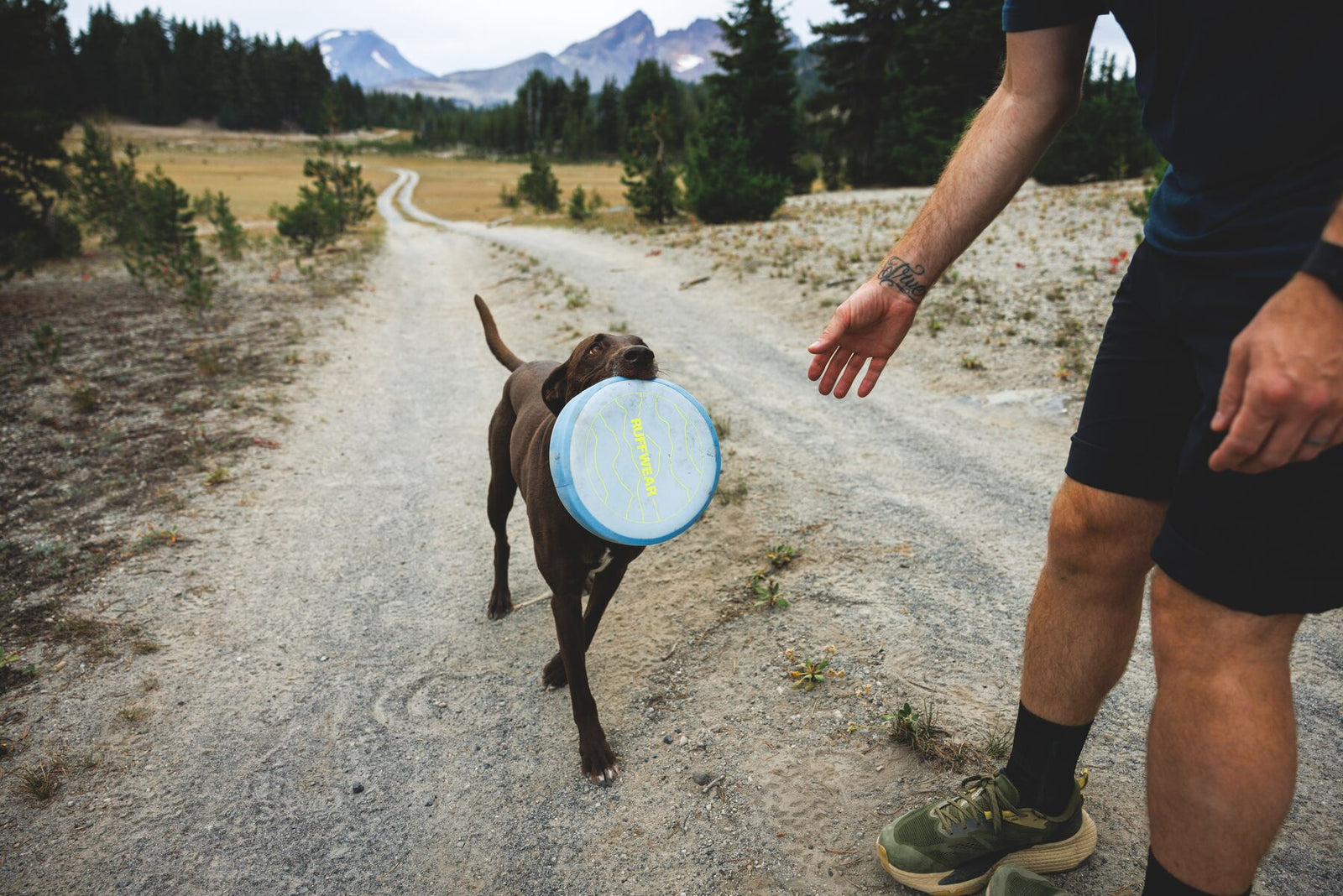 Chocolate Labrador bringing the Ruffwear Camp Flyer dog toy in Polar Blue back to his owner on a mountain trail, person reaching down to take the disc, pine forest and mountain peaks in the background, dog fetch toy for outdoor adventures and hiking with dogs