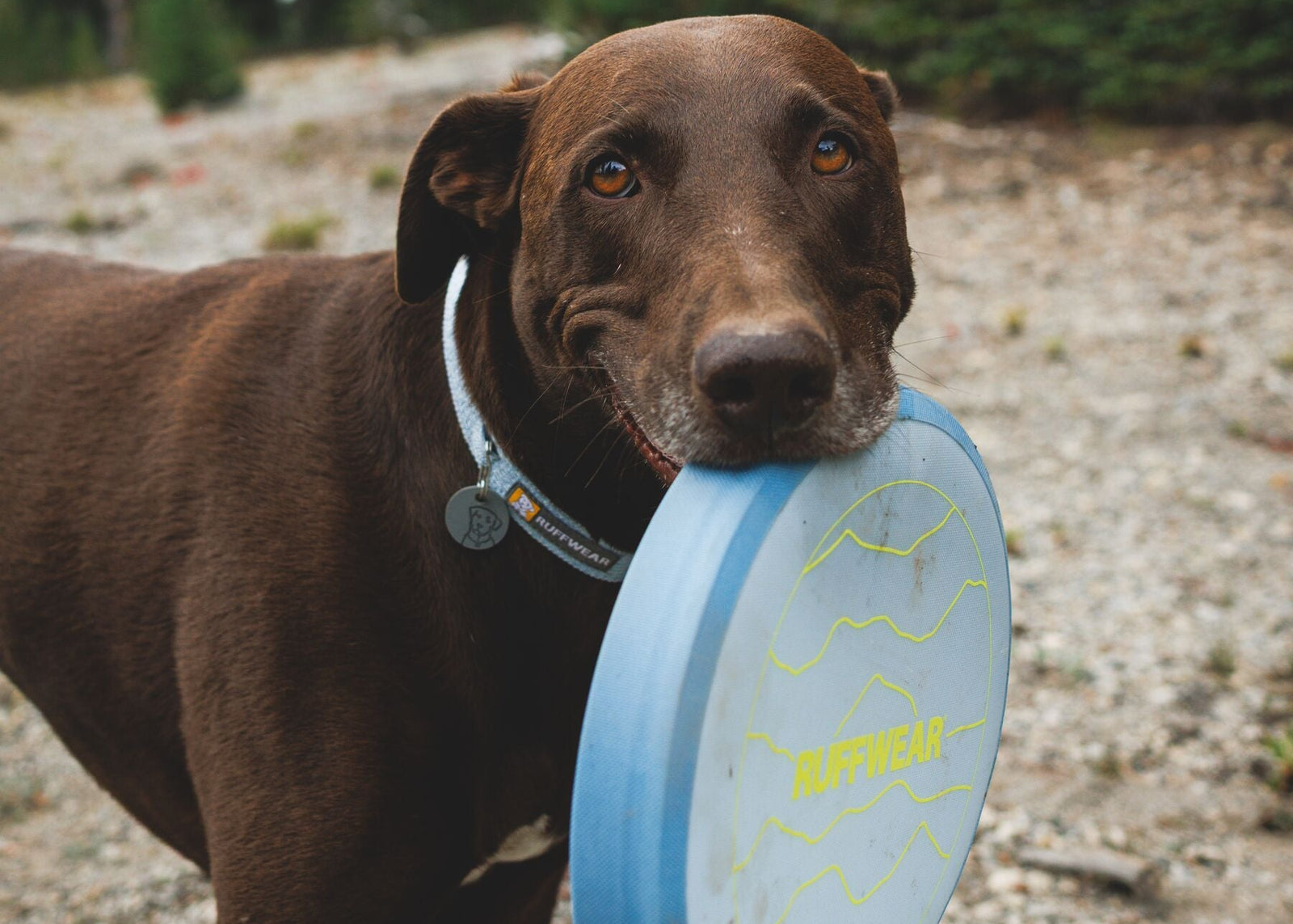 Chocolate Labrador carrying the Ruffwear Camp Flyer dog toy in Polar Blue in his mouth, wearing the Ruffwear Front Range Flex collar in Polar Blue, outdoor trail setting with sandy ground and trees, durable lightweight dog flying disc toy for hiking and adventure walks