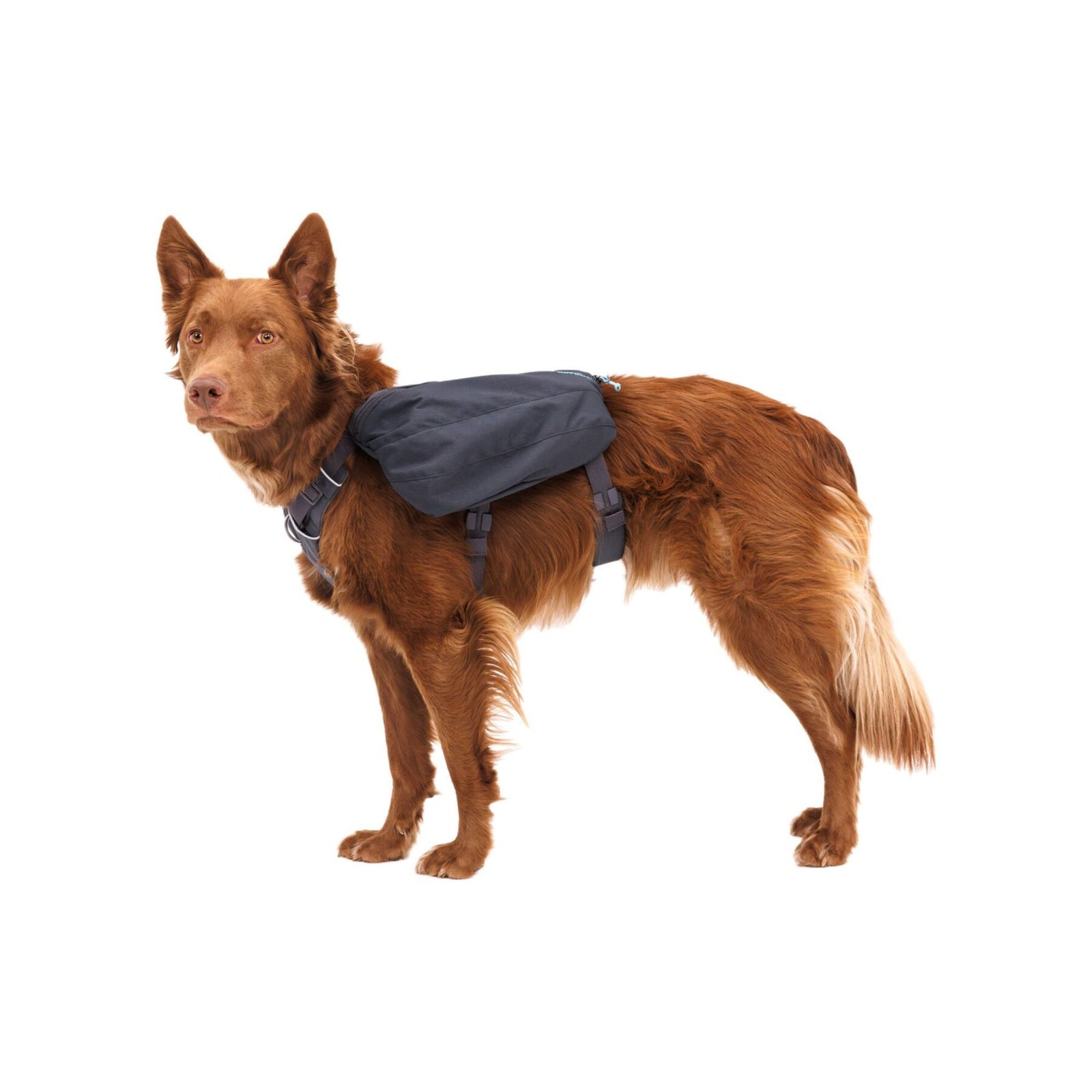 Brown dog standing and wearing the Ruffwear Front Range Day Pack in Basalt Grey, full body side profile view.
