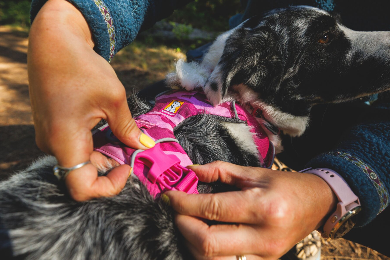 Close-up of hands carefully adjusting the quick-release buckle on a Ruffwear Front Range harness in Pink Mountains colourway, the vivid pink webbing and reflective trim visible against the thick black and white fur of a dog outdoors in dappled sunlight