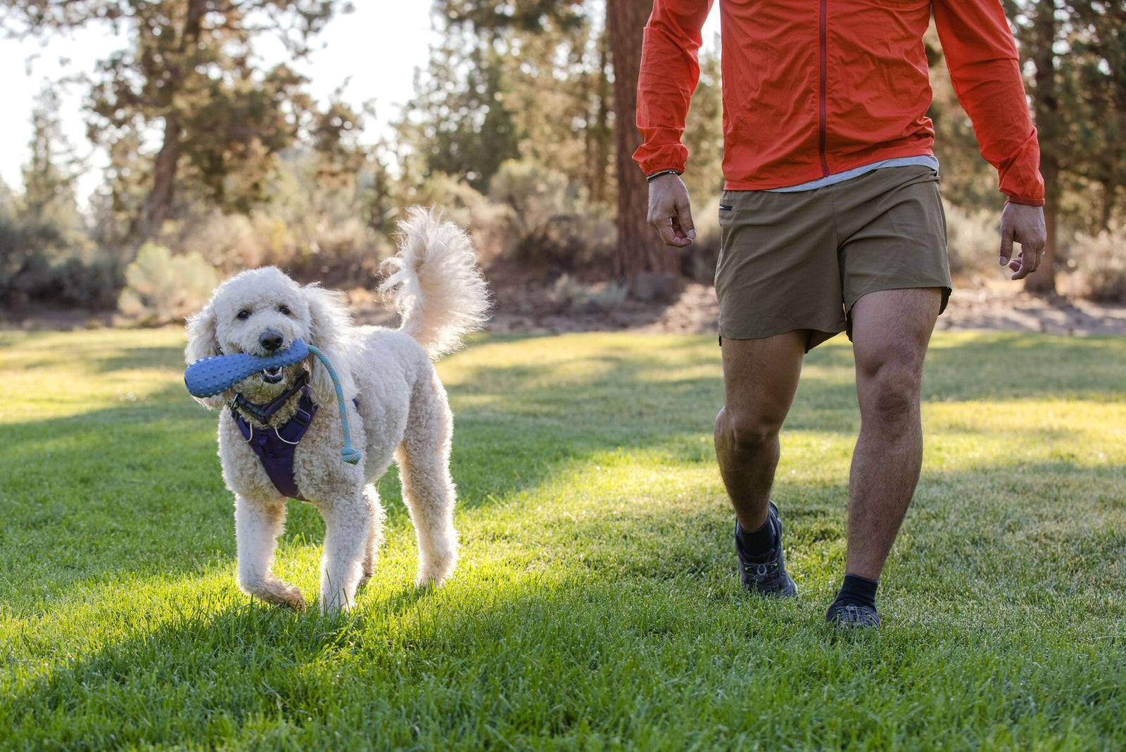 White curly-haired dog carrying the Ruffwear Gourdo toy in Heliotrope Purple in its mouth while walking alongside its owner on grass in a woodland setting