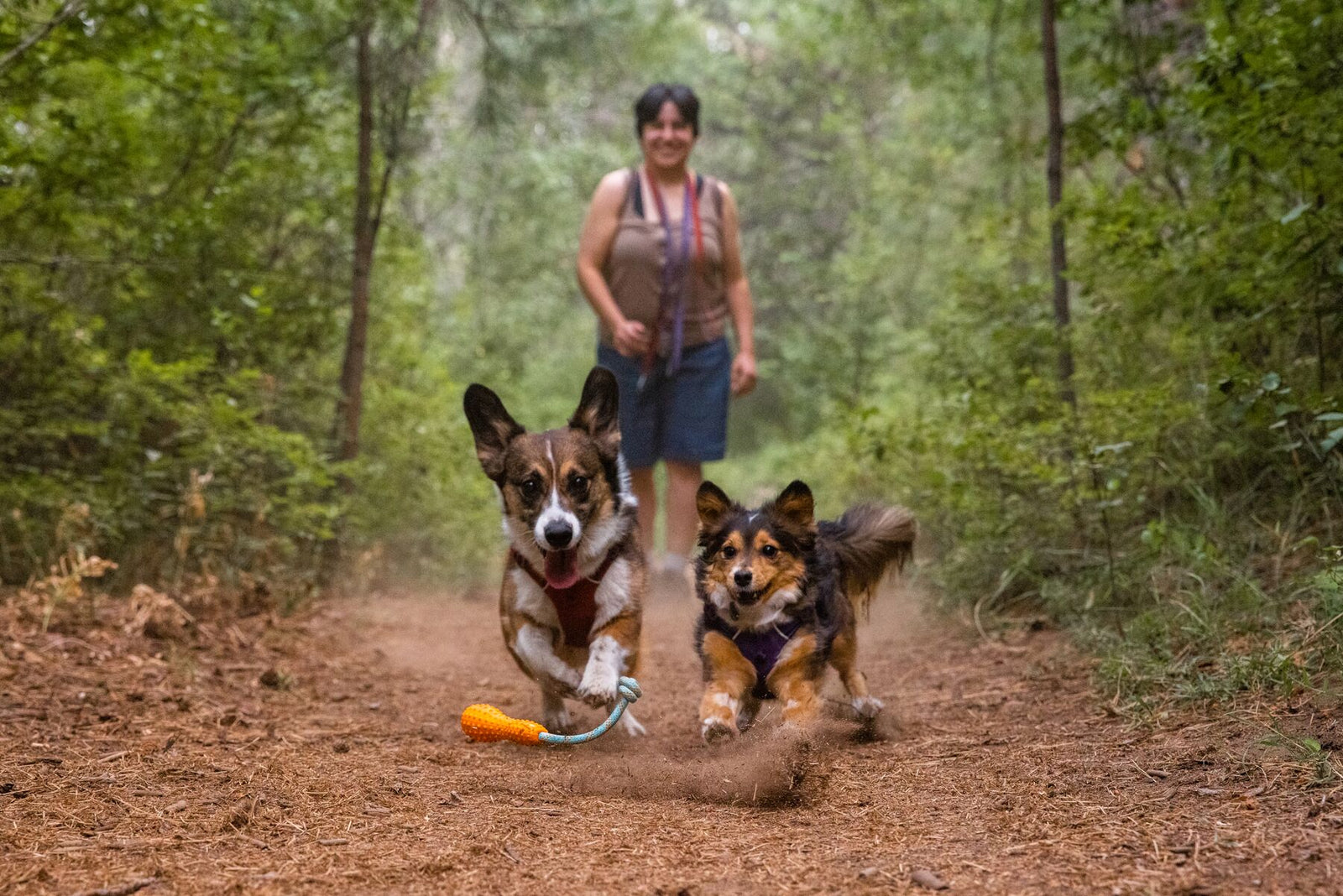 Two dogs sprinting along a forest trail carrying the Ruffwear Gourdo toy in Campfire Orange, with their owner smiling in the background