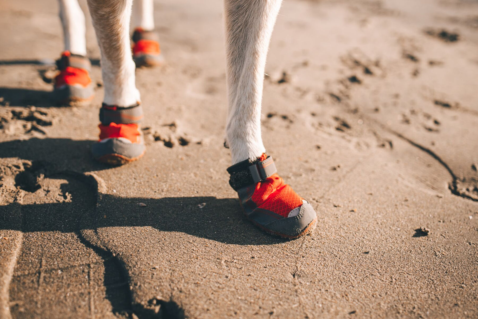 Ruffwear Grip Trex Dog Boots in Red Sumac on sandy terrain