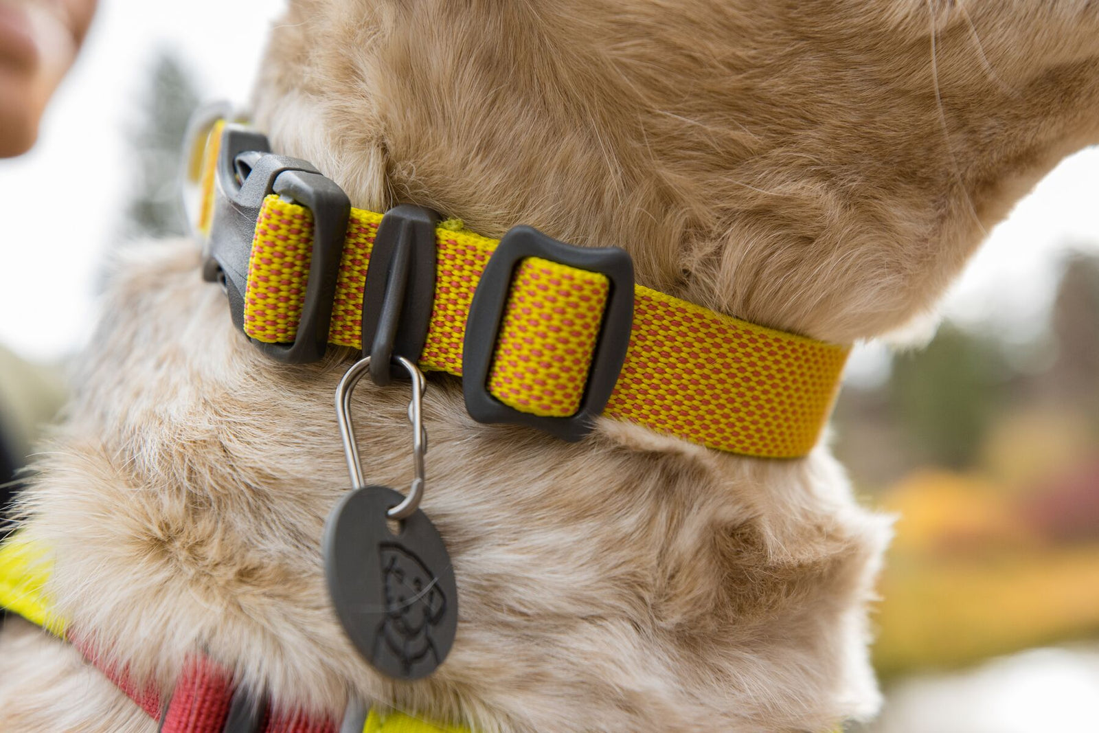 Ruffwear Hi & Light dog collar worn on dog, showing fit and D-ring placement