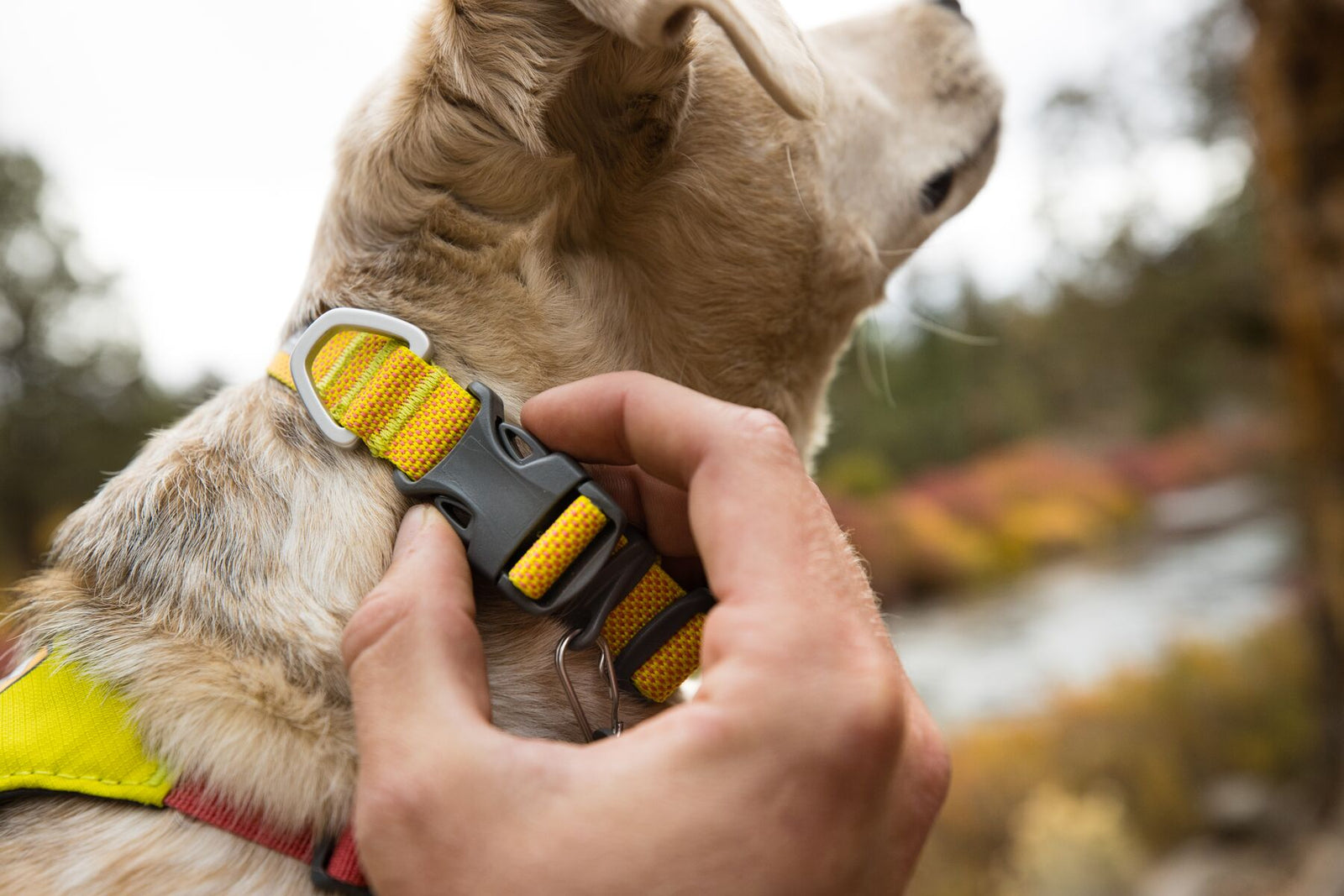 Ruffwear Hi & Light dog collar buckle being fastened by hand outdoors