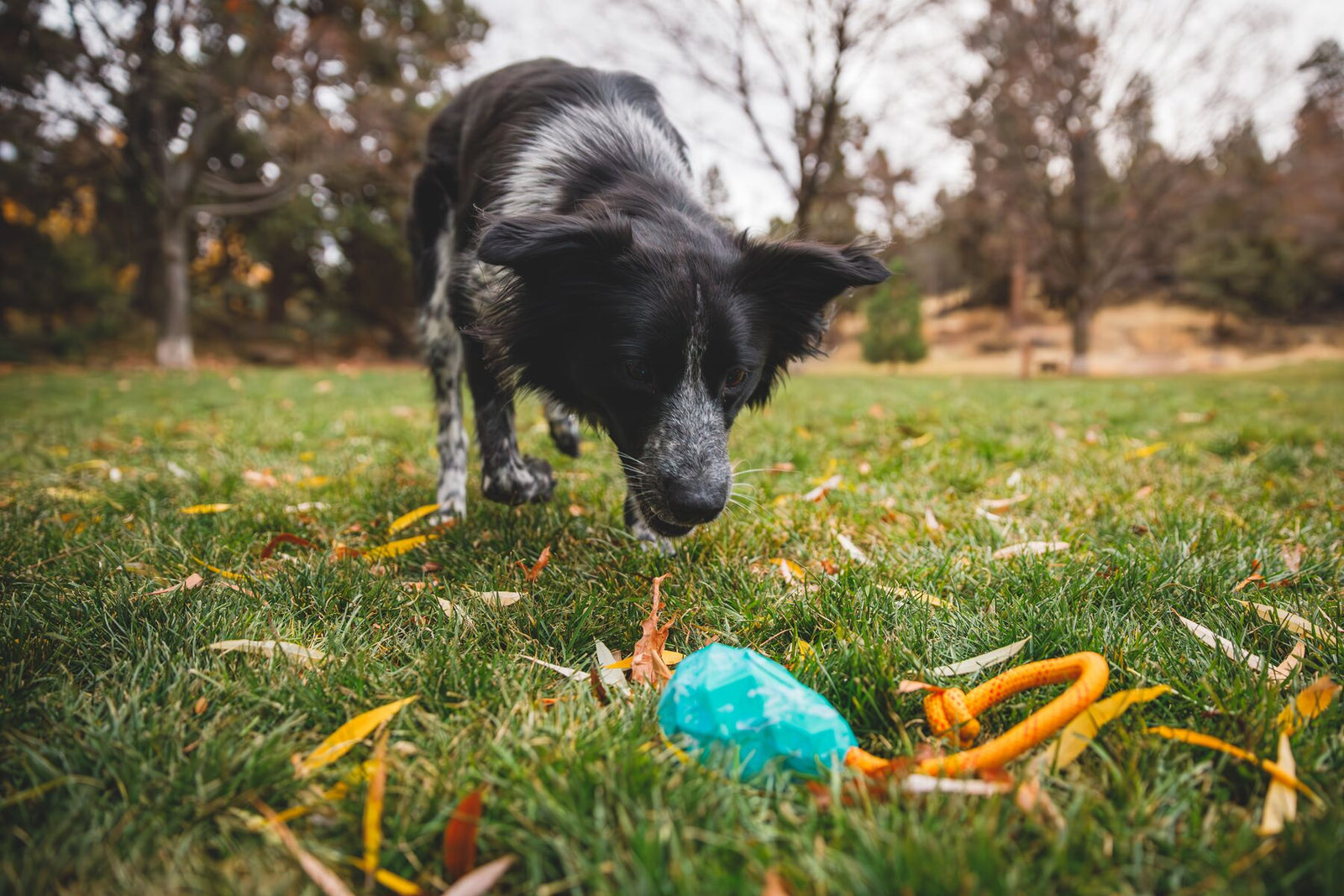 Black and white border collie pouncing towards the Ruffwear Huck-a-Cone toy in Glacial Blue with yellow kernmantle rope handle on grass scattered with autumn leaves