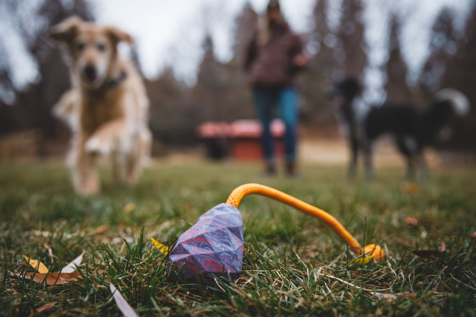 Ruffwear Huck-a-Cone toy in Purple Orchid with yellow kernmantle rope handle lying on grass in the foreground, with a golden dog running towards it and owner and second dog visible in the background