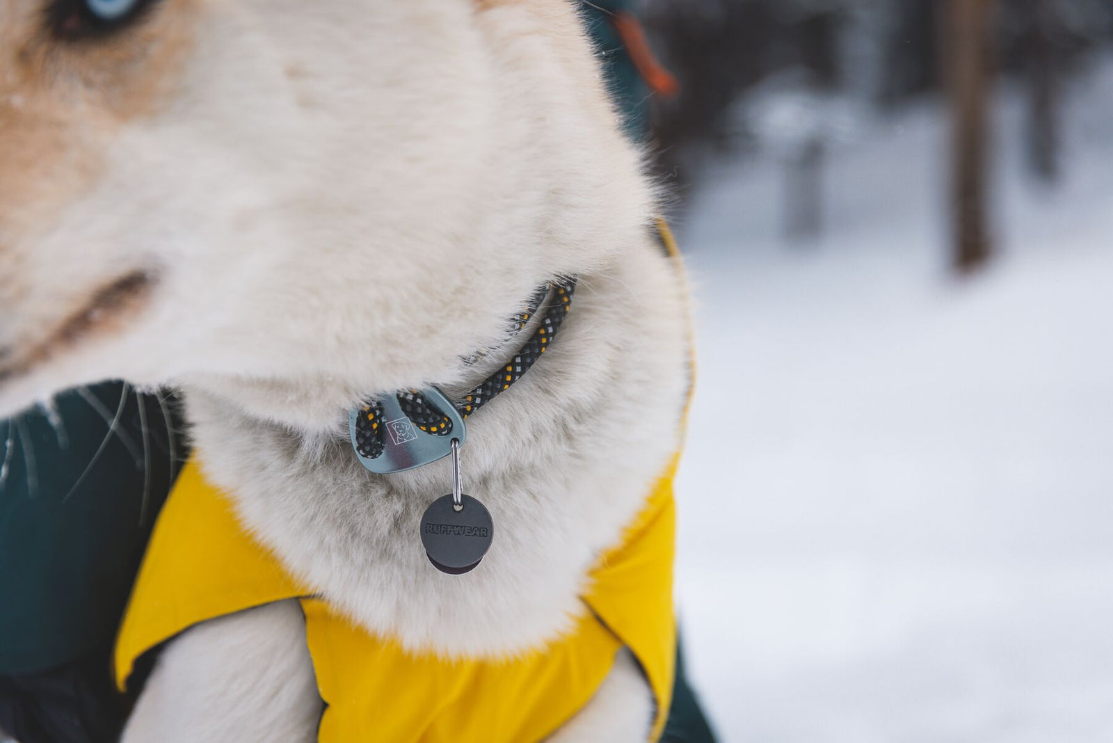 Close-up of dog wearing Ruffwear Knot-a-Collar in Obsidian Black with a Ruffwear Vert Jacket in Mineral Yellow, in snowy backcountry conditions