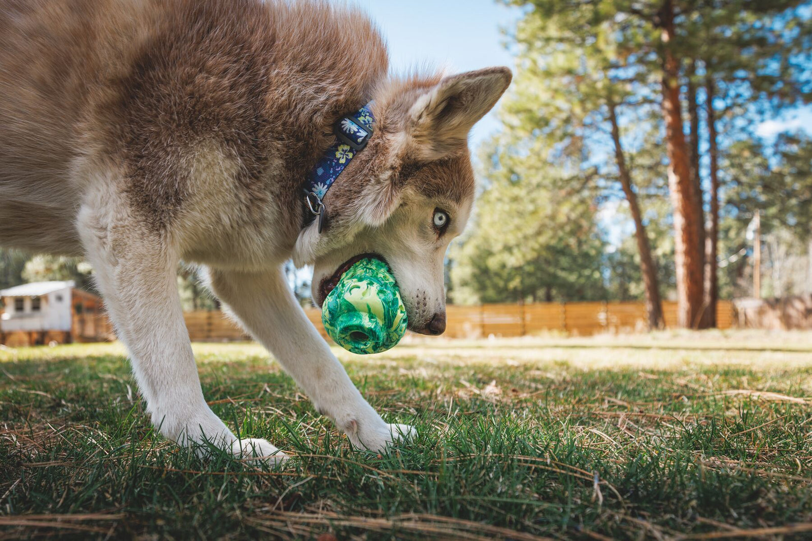 Husky dog nose-down on grass, mouth around the Ruffwear Morel enrichment toy in Moss Green, blue floral collar visible, pine trees and wooden fence softly blurred behind in bright afternoon sun