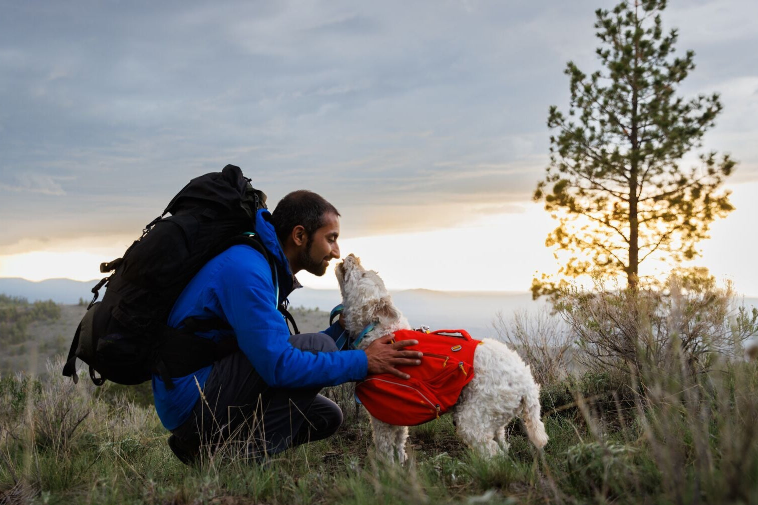 Hiker crouching to touch noses with a white curly-coated dog wearing the Ruffwear Palisades Pack in Red Currant, open hillside at dusk with pine tree and mountain view in the background