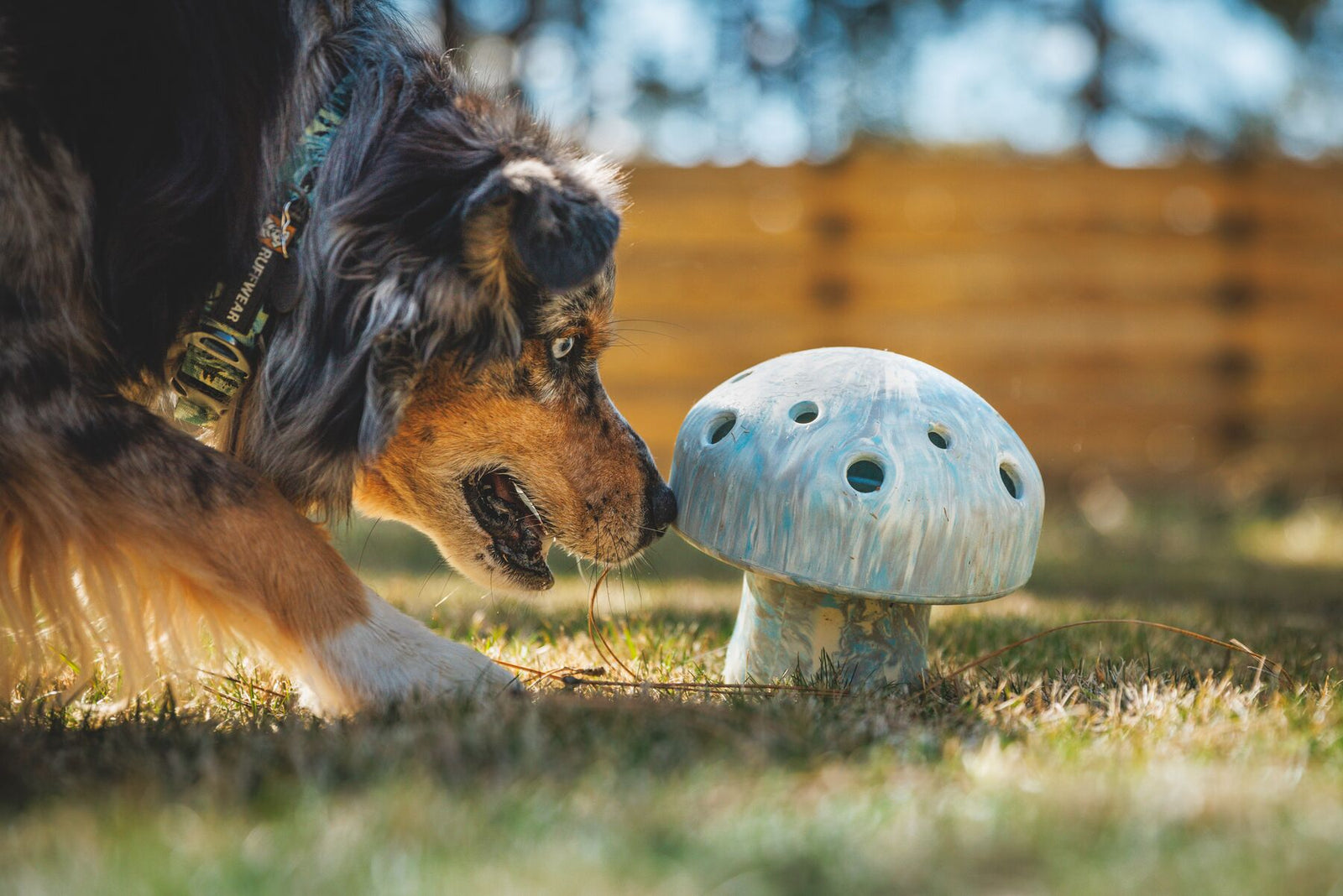 Australian Shepherd dog investigating the Ruffwear Porcini enrichment toy in Gray Sky on grass in dappled sunlight, wooden fence background
