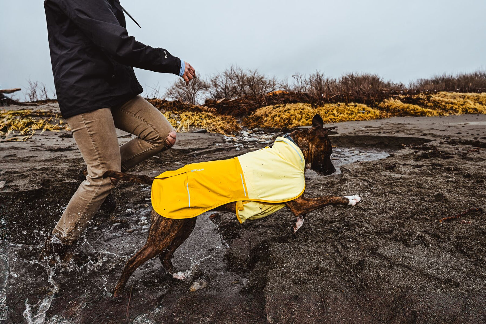 Dog wearing Ruffwear Sun Shower Jacket in Mineral Yellow on rocky coastal terrain