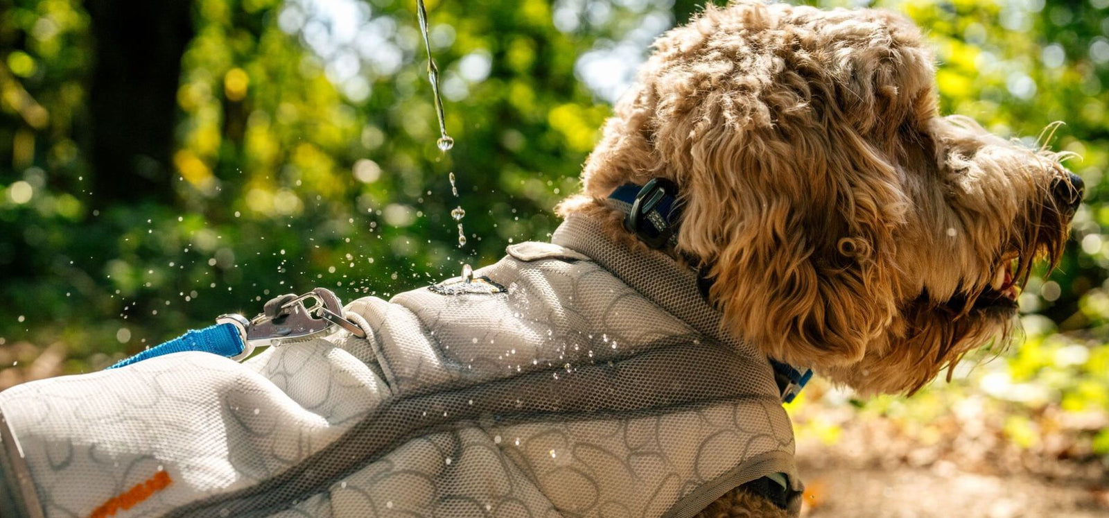 Ruffwear Swamp Cooler Vest, Trail Runner Lead and Top Rope Collar on a cockapoo dog being cooled with water during a summer woodland walk