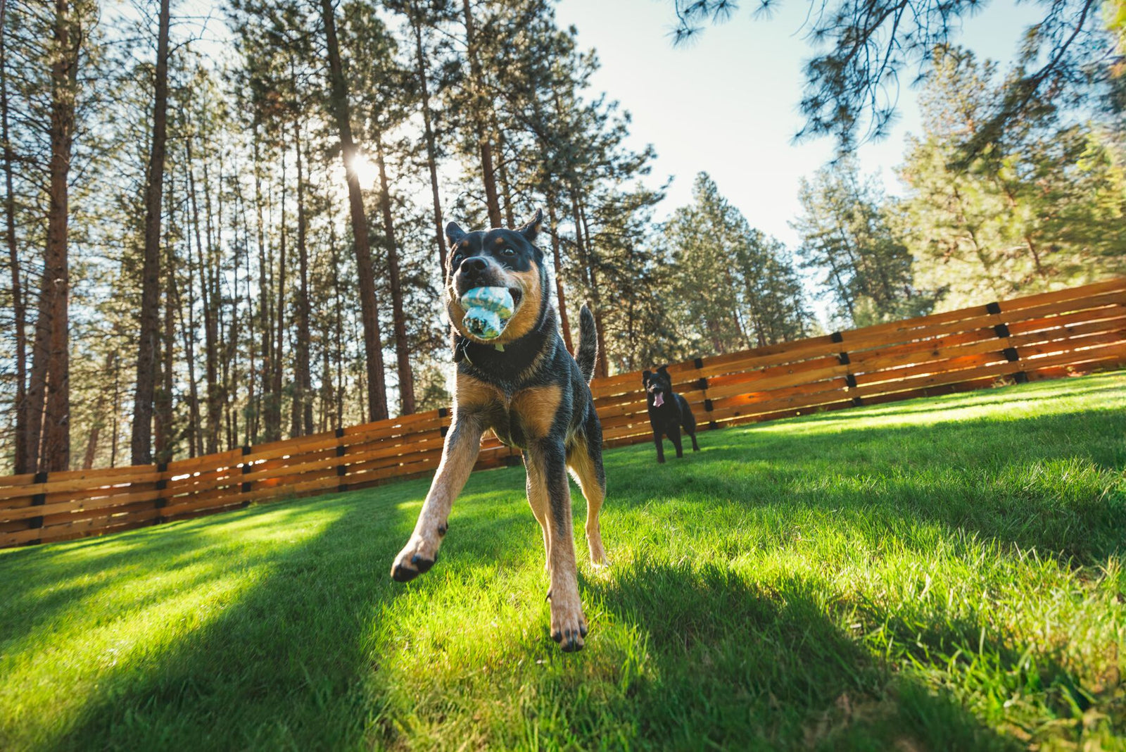 Black and tan dog running full tilt across sun-drenched grass with the Ruffwear Toadstool toy in Blue Prism held in its mouth, tall pine trees and warm wooden fence stretching behind, second dog visible in the distance