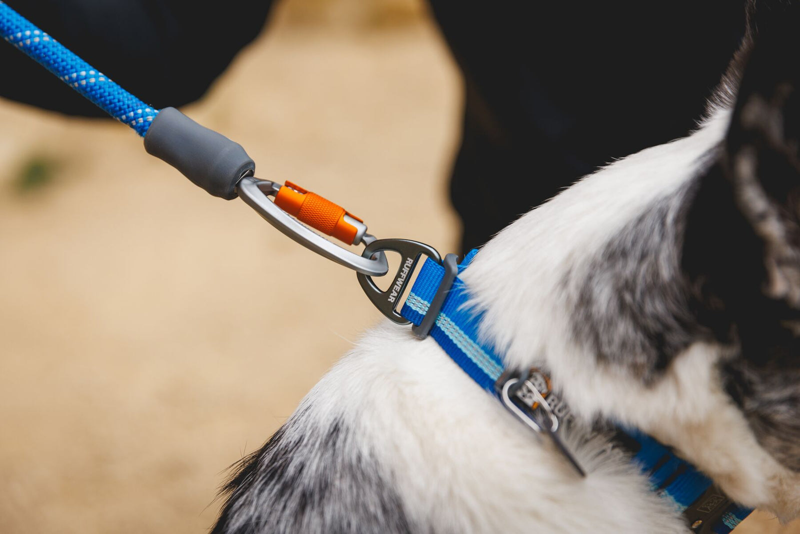 Ruffwear Knot-a-Leash carabiner clipped to the V-ring on a border collie wearing the Top Rope Dog Collar in Blue Pool