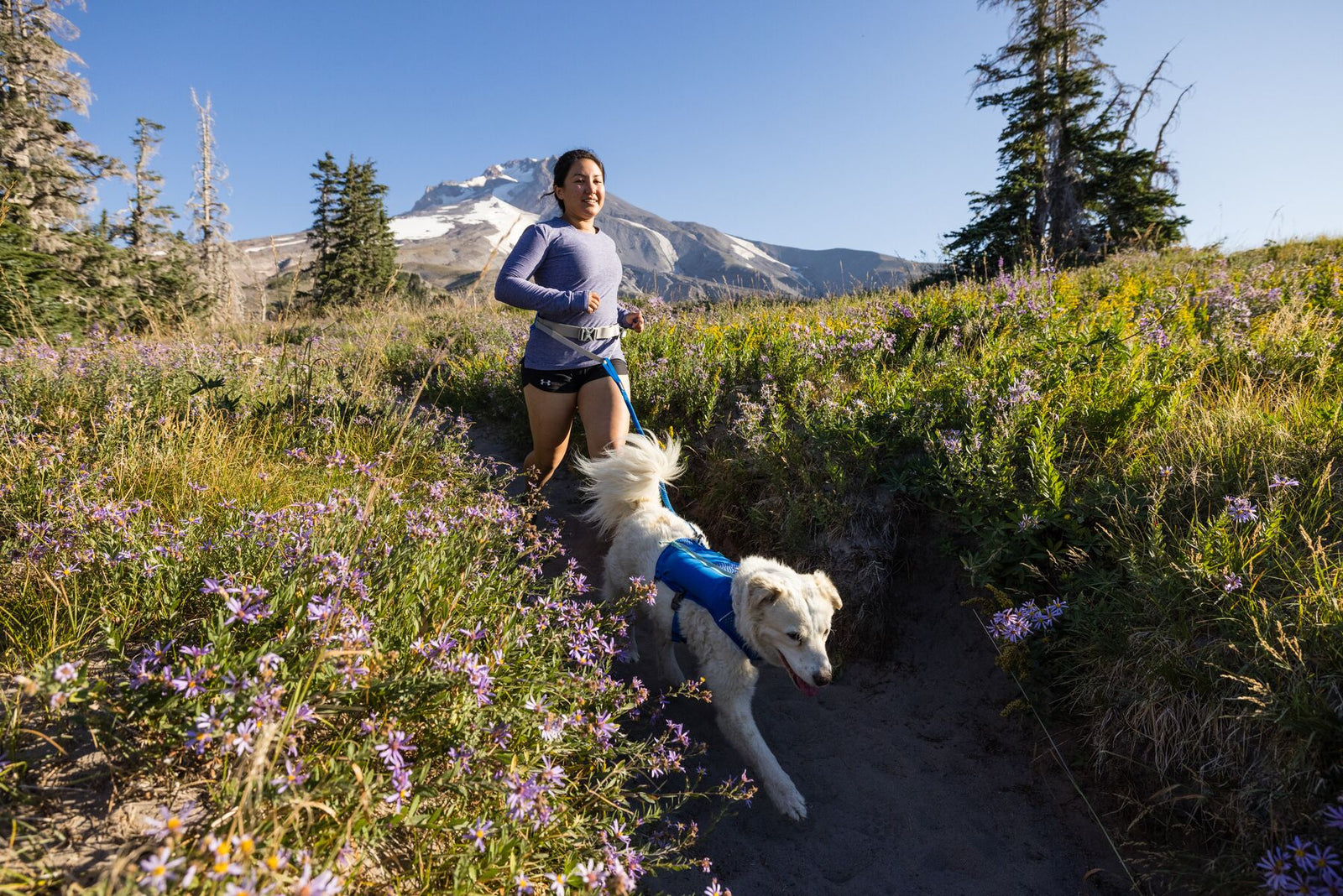 Woman running with a white dog wearing a blue Ruffwear Trail Runner Vest along a wildflower meadow trail, snow-capped mountain and clear blue sky behind them, connected by a leash attached to her Trail Runner Belt