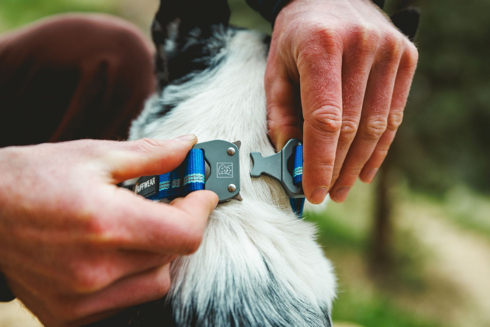 Hands adjusting the Talon Buckle on a long haired dog wearing the Ruffwear Top Rope Dog Collar in Blue Pool outdoors