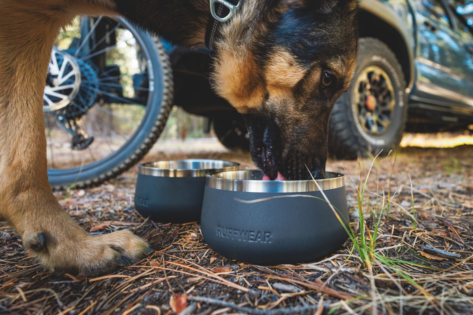 Dog drinking from a Ruffwear Basecamp Bowl outdoors next to a vehicle