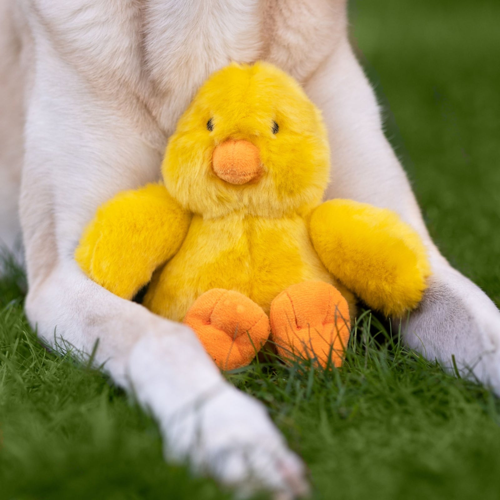 White dog holding Fluff & Tuff Howie Duck yellow plush toy between paws on grass"