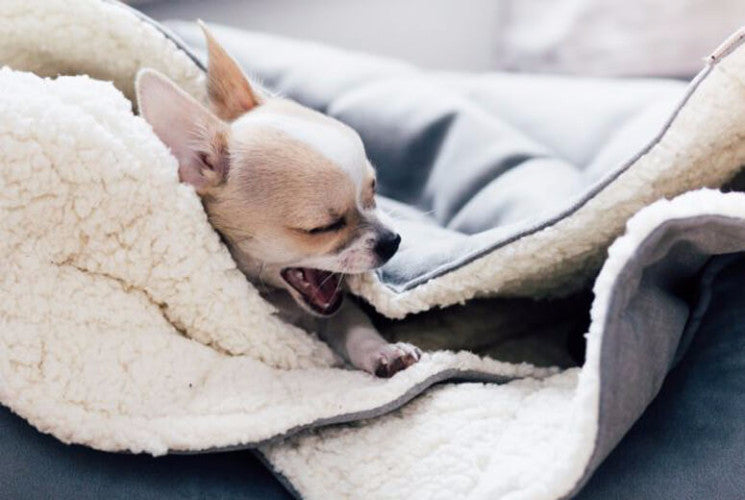 Bowl & Bone Republic Dreamy Bed Silver, Dog Bed | Barks & Bunnies
