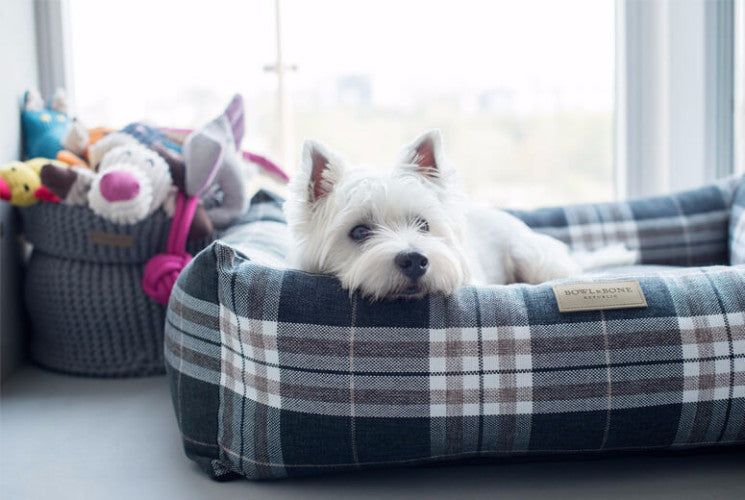 Bowl & Bone Republic Scott Bed Blue, Dog Bed | Barks & Bunnies