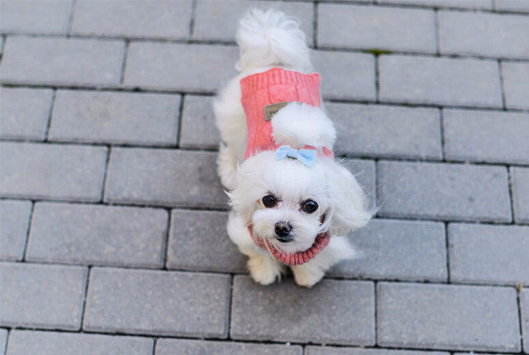 Bowl & Bone Aspen Pullover Ecru, Warm Wool Dog Coat | Barks & Bunnies