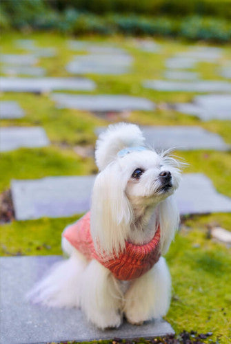 Bowl & Bone Aspen Pullover Ecru, Warm Wool Dog Coat | Barks & Bunnies