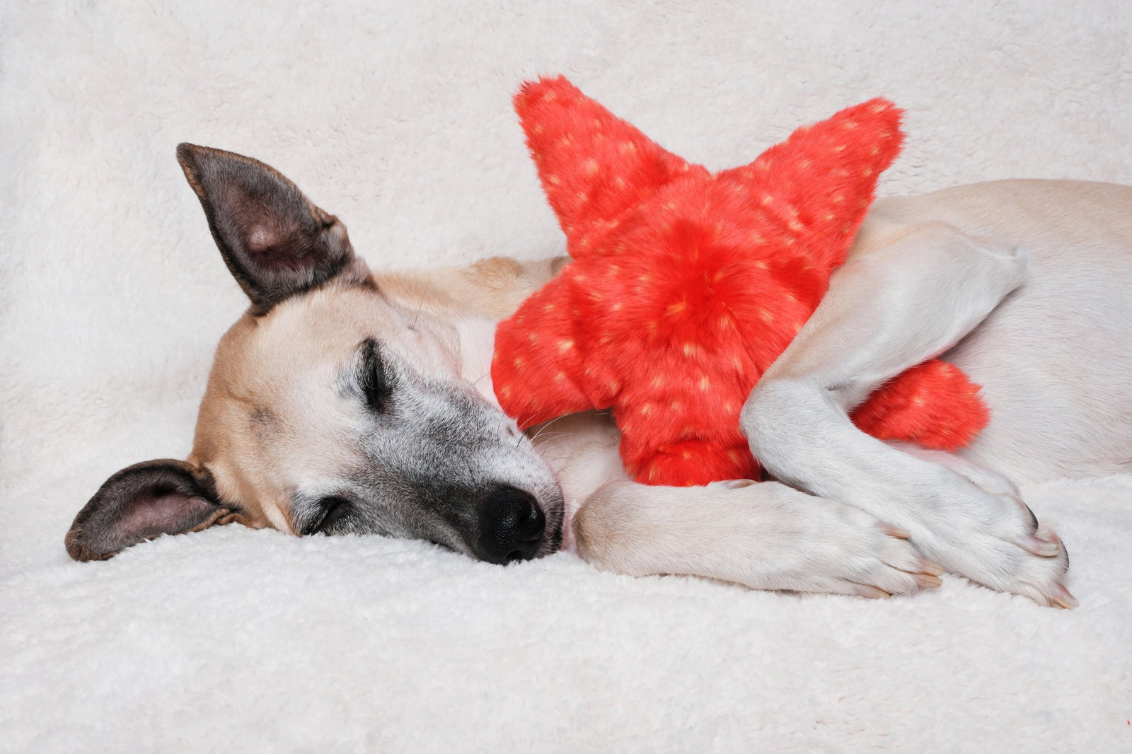 Dog sleeping with Fluff and Tuff Ziggy Starfish orange plush toy on white blanket