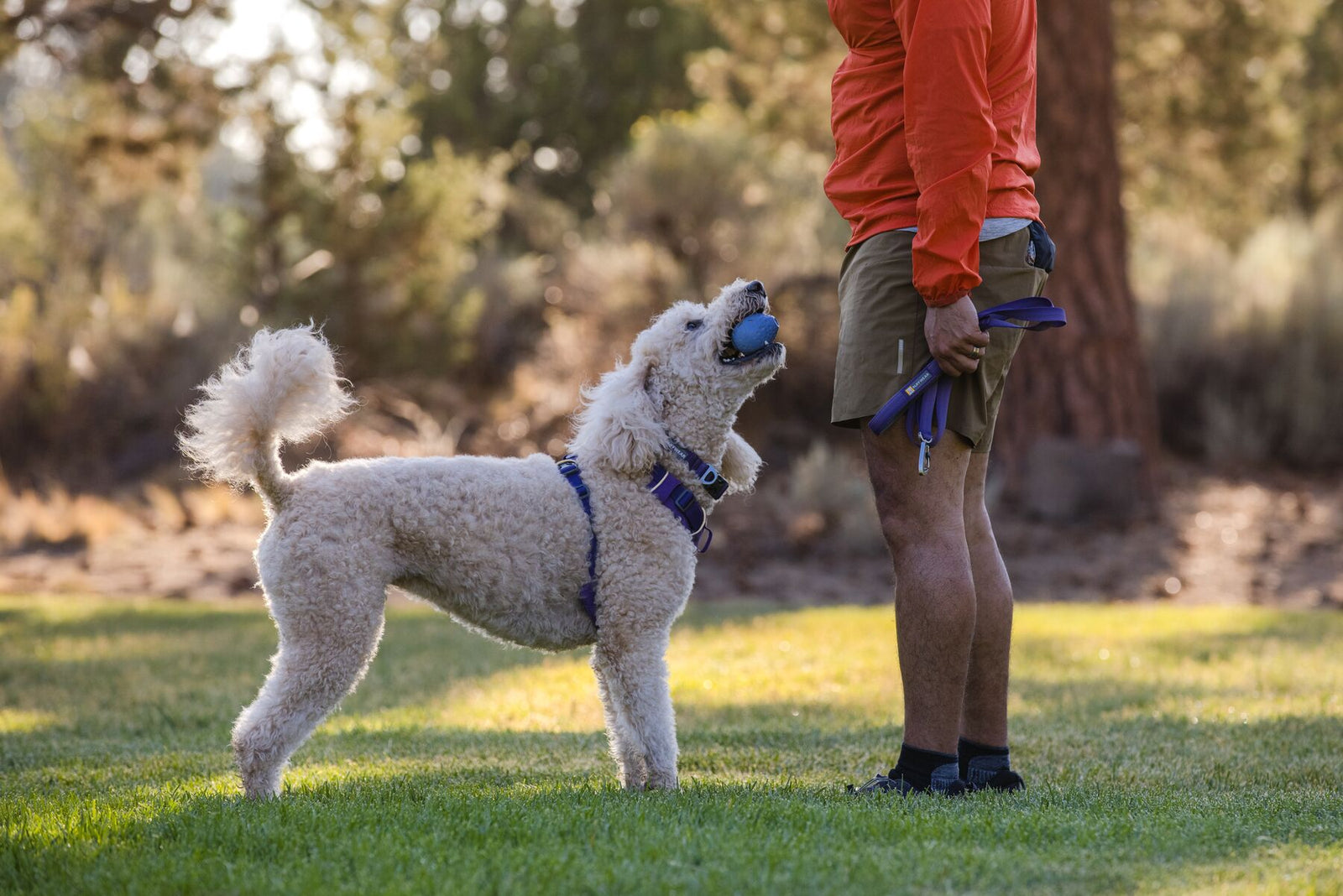 Fluffy white dog wearing a Ruffwear Front Range harness in Tillandsia Purple with matching lead and collar, catching the Ruffwear Turnup toy in Heliotrope Purple mid-air, tail up, dappled sunlight through trees on open grass