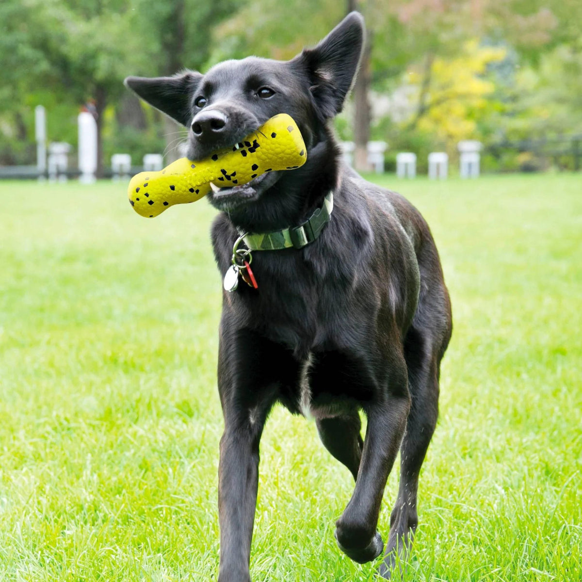 Kong Reflex Stick Dog Toy, Floating Dog Toys | Barks &amp; Bunnies