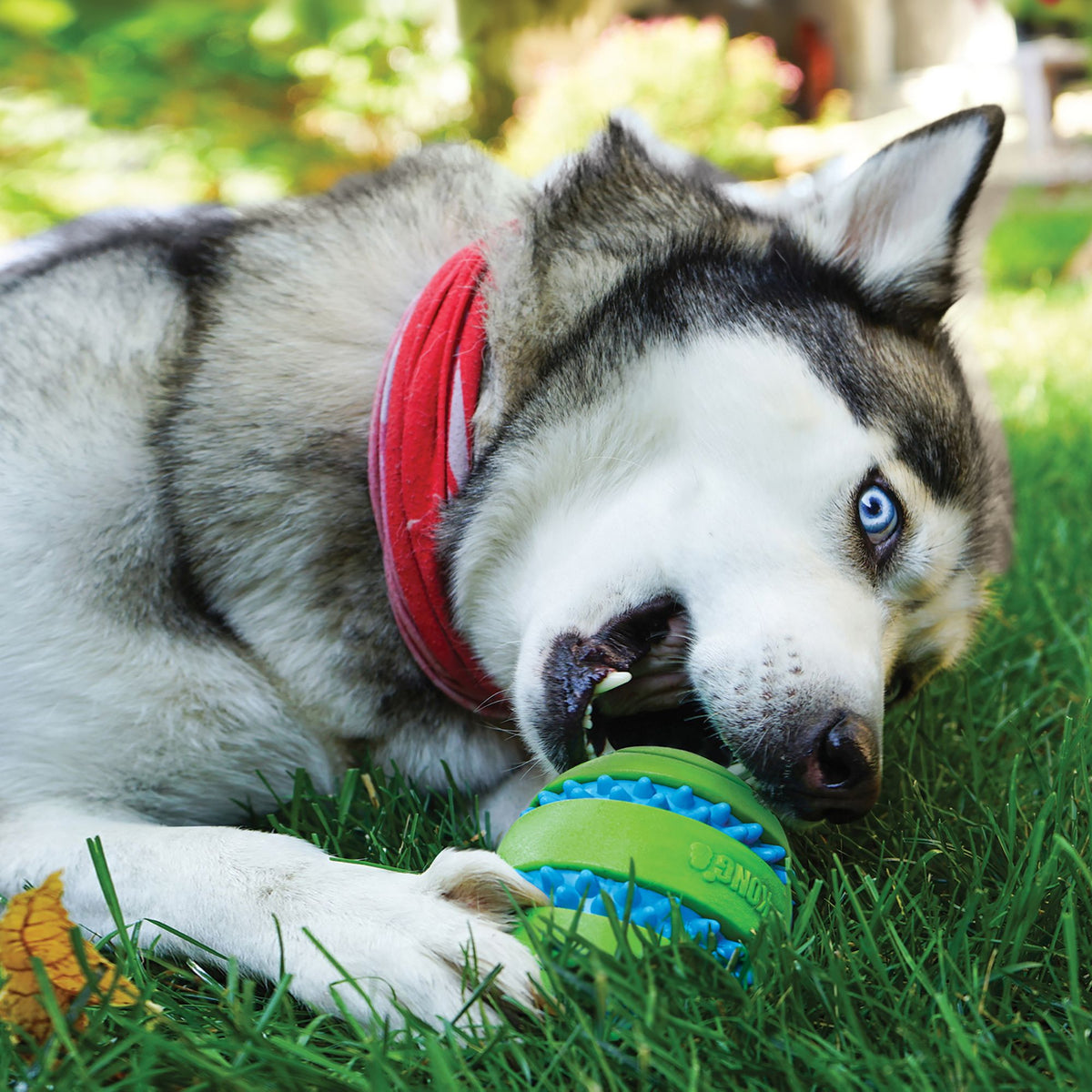 Kong Squeezz Goomz Ball Dog Toy | Barks &amp; Bunnies