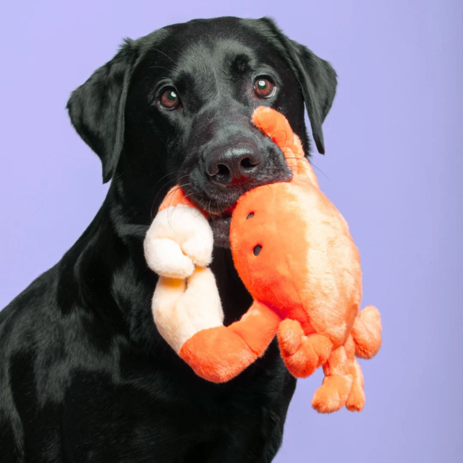 Fluff & Tuff Phyllis Crab medium plush dog toy in orange on white background
