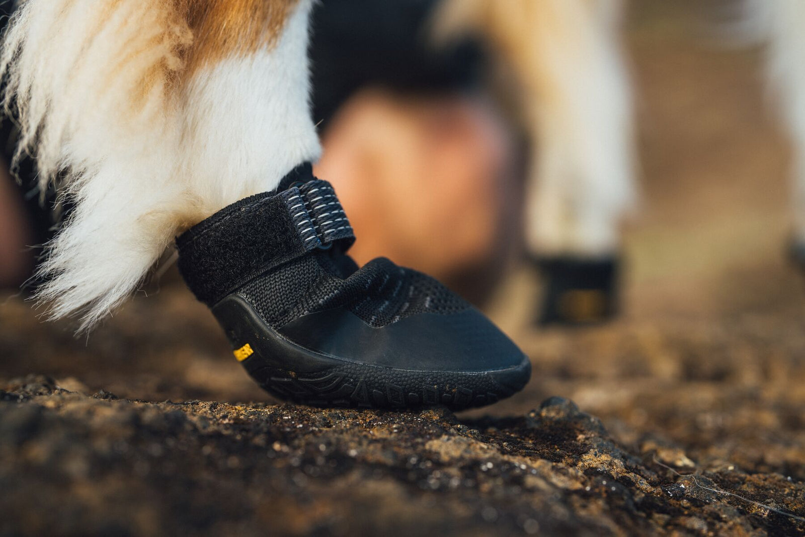 Close-up of Ruffwear Ridgeline Dog Shoe fitted on a dog's paw on muddy terrain
