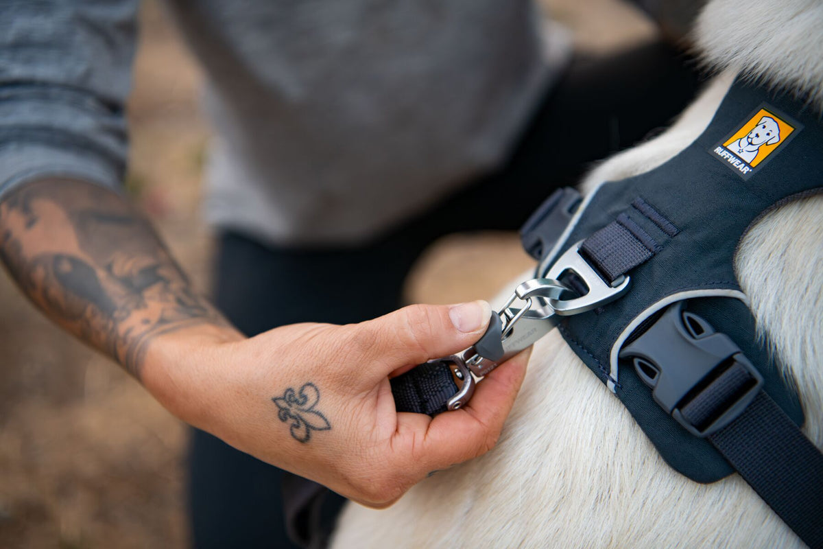 Close-up of a hand clipping a Ruffwear Front Range Lead onto the back V-ring of a Front Range Harness in Basalt Gray on a white dog