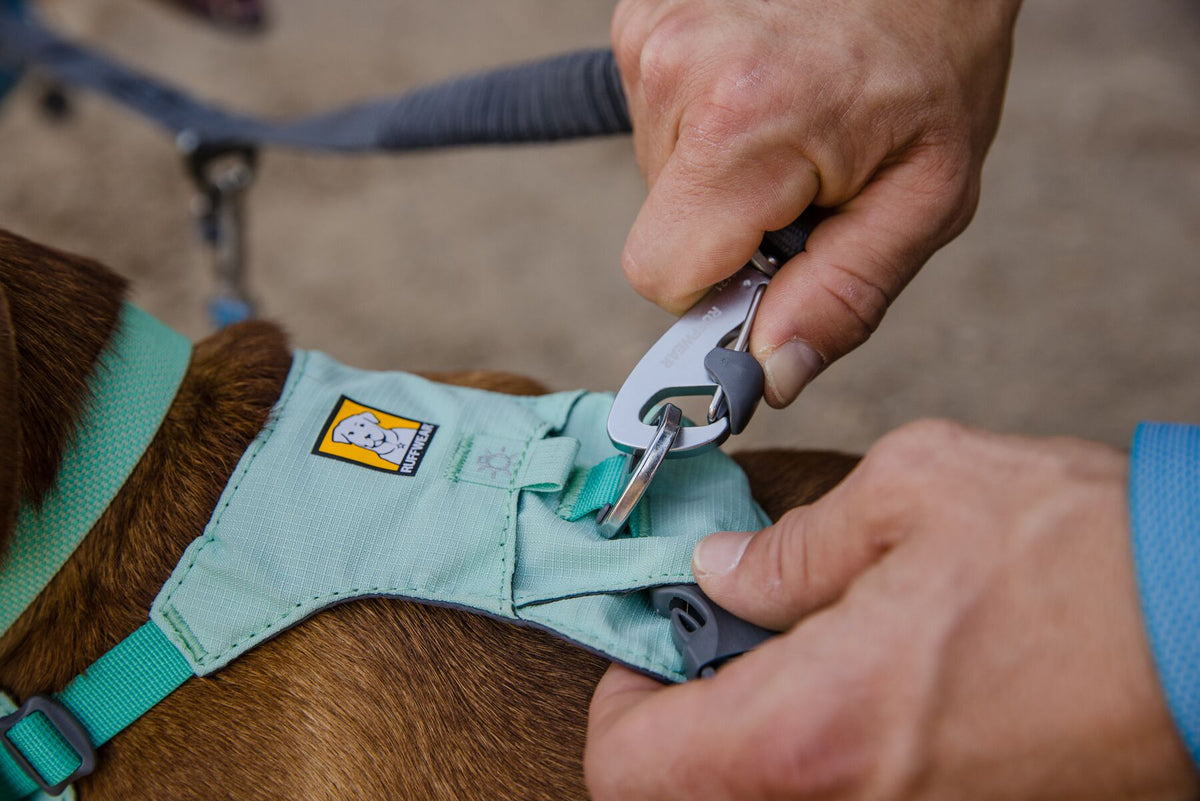 Close-up of a hand clipping a lead to the Ruffwear Hi &amp; Light dog harness in Sage Green worn by a brown dog, with the Double Track Coupler also attached