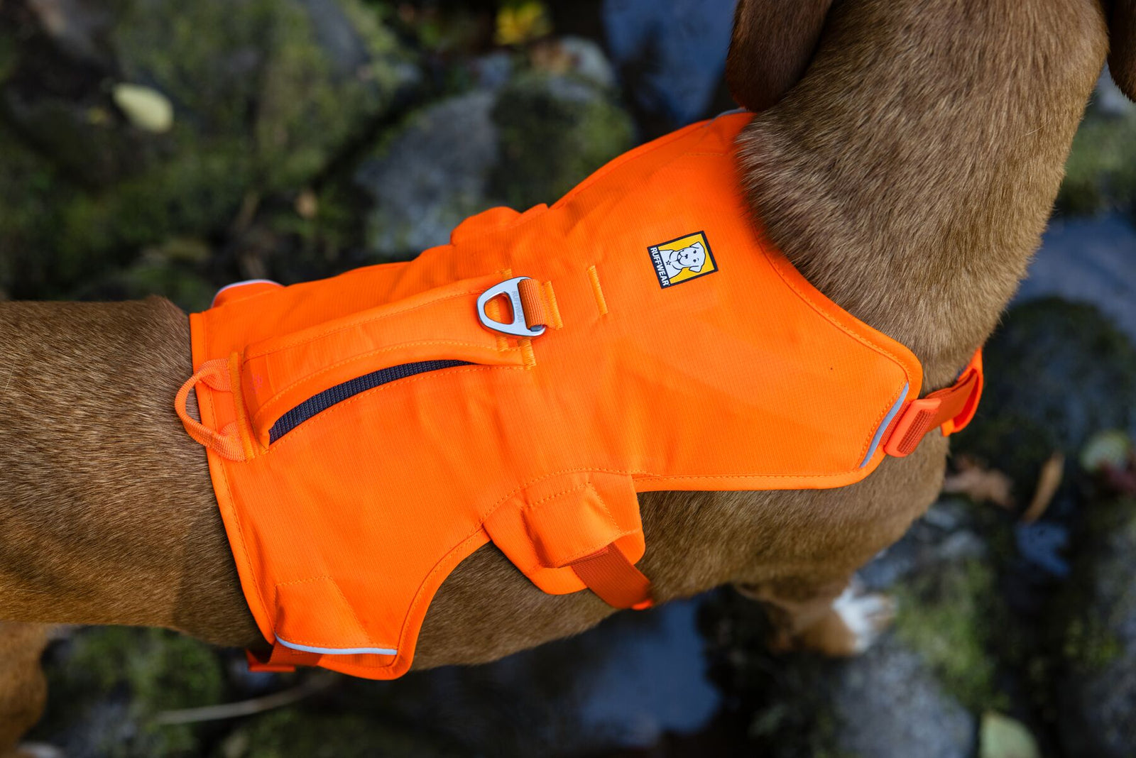 Close-up of the Ruffwear Web Master harness in Blaze Orange worn by a brown dog, showing the perforated foam back panel, aluminium V-ring, and belly strap from above